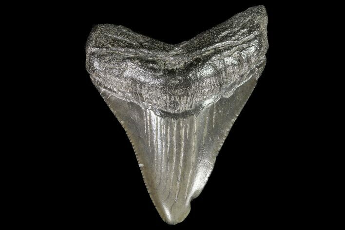 Juvenile Megalodon Tooth - Georgia #75287